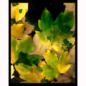 Organics - Fall Maple Leaves
