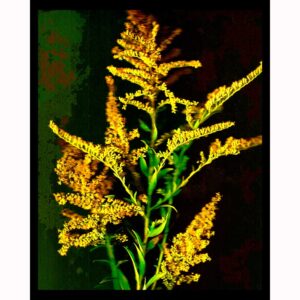 Organics - Goldenrod