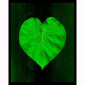 Organics - Morning Glory Leaf