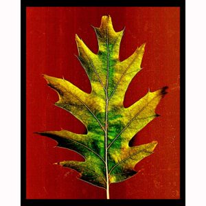 Organics - Oak Leaf
