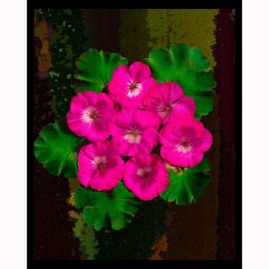 Organics - Pink Geraniums