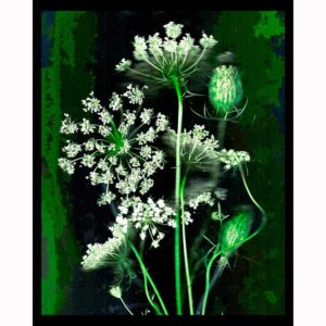 Organics - Queen Annes Lace