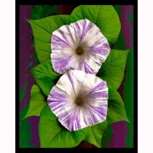 Organics - Striped Morning Glories