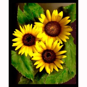 Organics - Sunflower