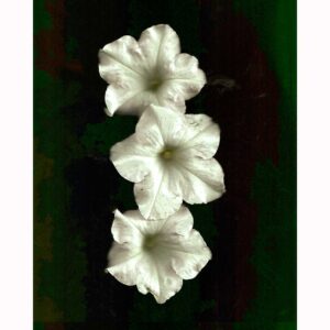 Organics - White Petunias