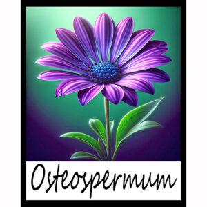 Flower Series: Osteospermum