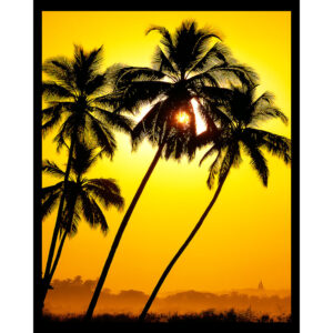 Palm Tree Sunset
