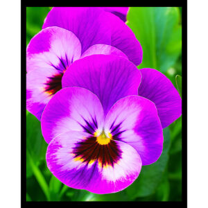 Pansy Close-Up