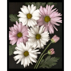 Organics - Pastel Daisies