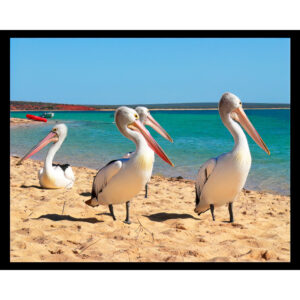 Pelicans on Beach