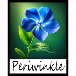 Flower Series: Periwinkle