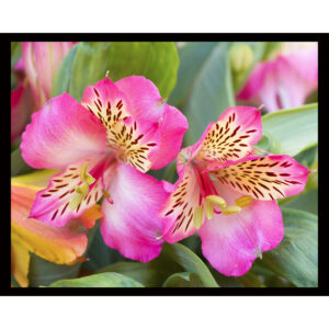 Peruvian Lily