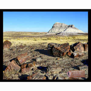 National Parks Series #16: Petrified Forest National Park