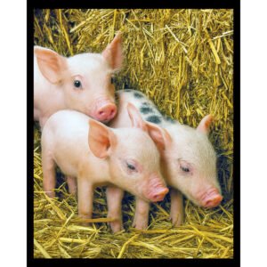 Piglets