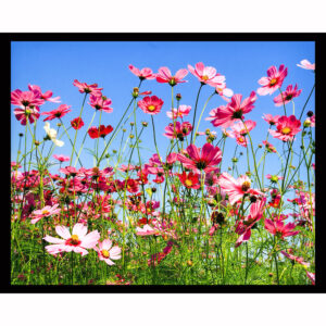 Pink Cosmos