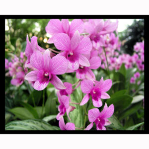 Pink Orchids