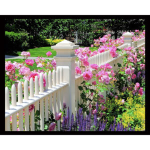 Pink Roses on Fence