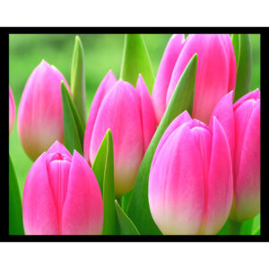 Pink Tulips