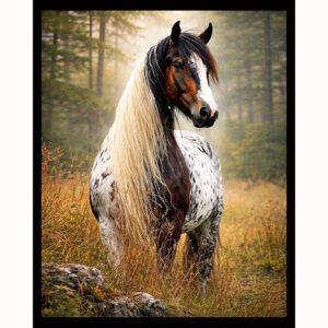 Pinto Horse