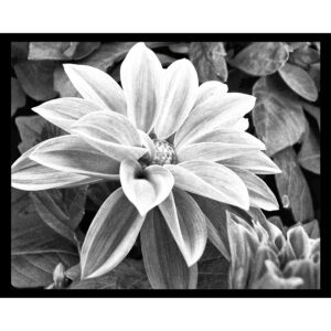 Pleasure - Black and White