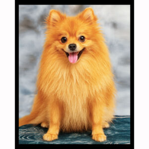 Pomeranian