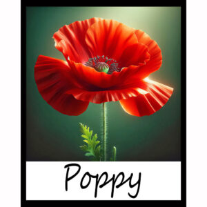 Flower Series: Poppy