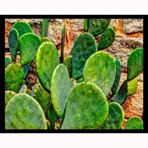 Prickly Pear Cactus