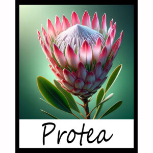 Flower Series: Protea