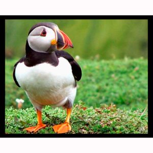 Puffin