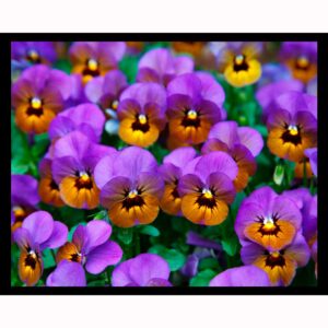 Purple Pansies