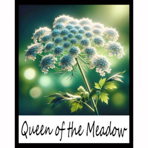 Flower Series: Queen of the Meadow