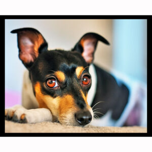 Rat Terrier