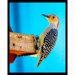 Red Bellied Woodpecker