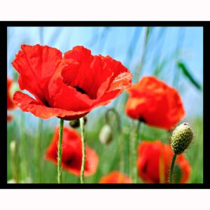 Red Poppies