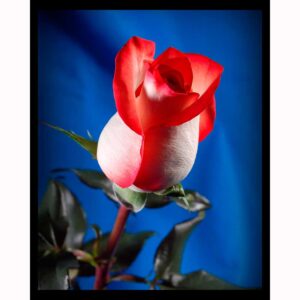 Red, White and Blue Rose