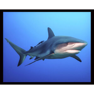 Reef Shark