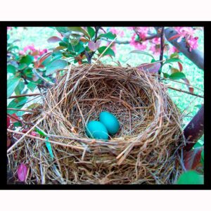 Robin Eggs