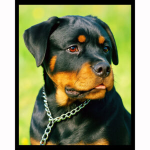 Rottweiler