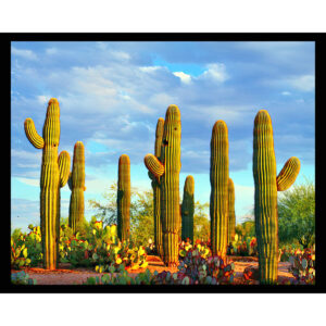 Saguaro Cactus
