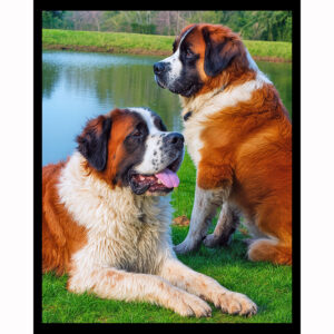 Saint Bernards