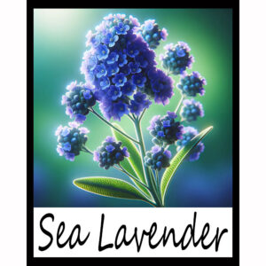 Flower Series: Sea Lavender