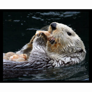 Sea Otter