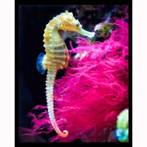 Seahorse
