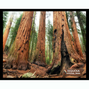 National Parks Series #04: Sequoia National Park