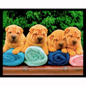 Shar Pei Puppies