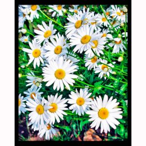Shasta Daisies