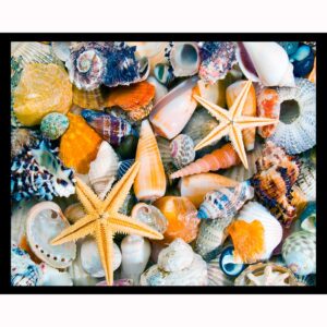 Shell Collection