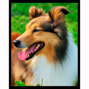 Shetland Sheepdog
