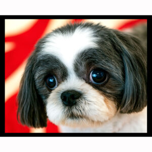 Shih Tzu Puppy