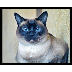 Siamese Cat